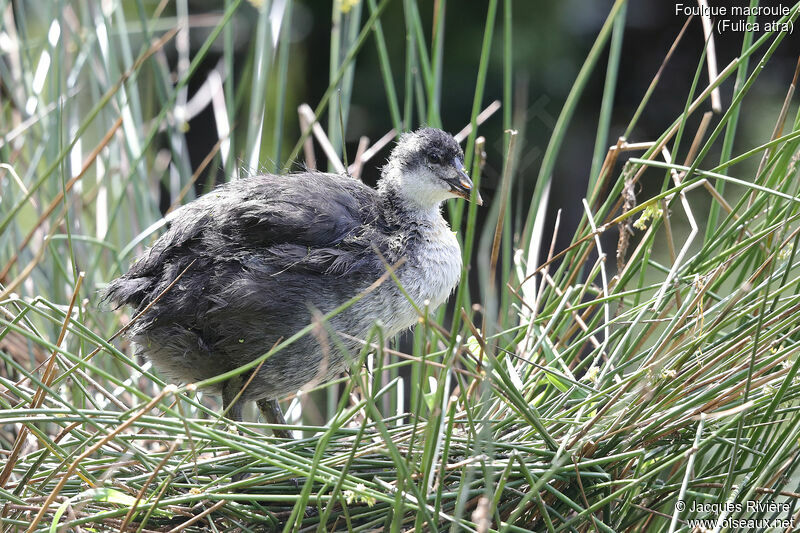 Eurasian Cootjuvenile, identification