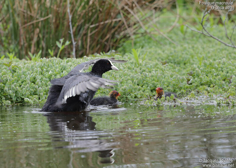 Foulque macroule, identification, mange