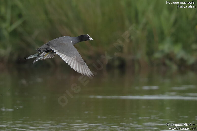 Eurasian Cootadult breeding, Flight