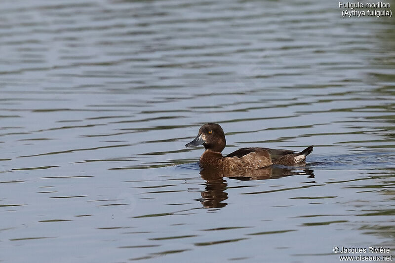 Tufted Duck female adult breeding, identification, swimming