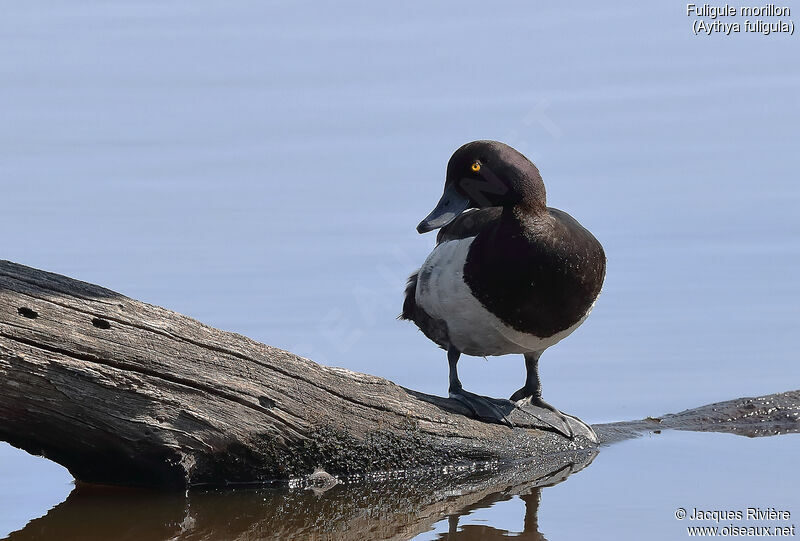 Tufted Duck male adult breeding, identification