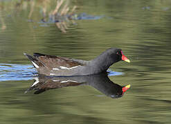 Gallinule poule-d'eau