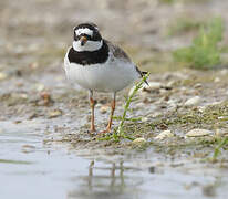 Common Ringed Plover