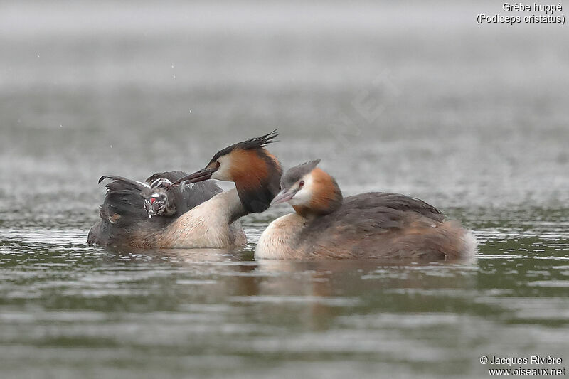 Great Crested Grebe, identification, swimming