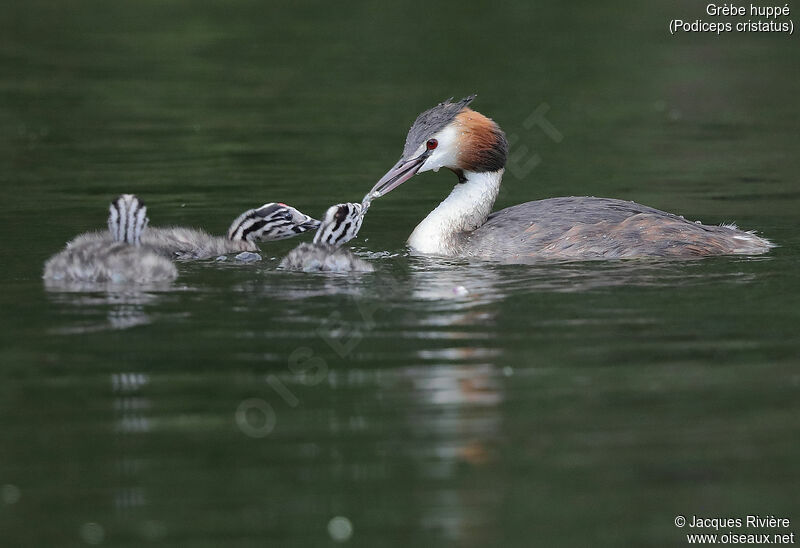 Grèbe huppé femelle, identification, nage, mange, Nidification