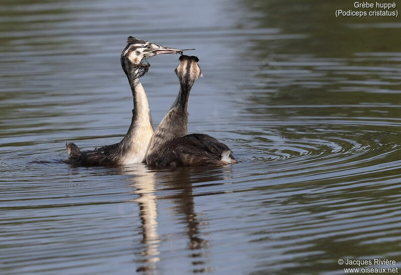 Great Crested Grebeimmature, identification, swimming, courting display