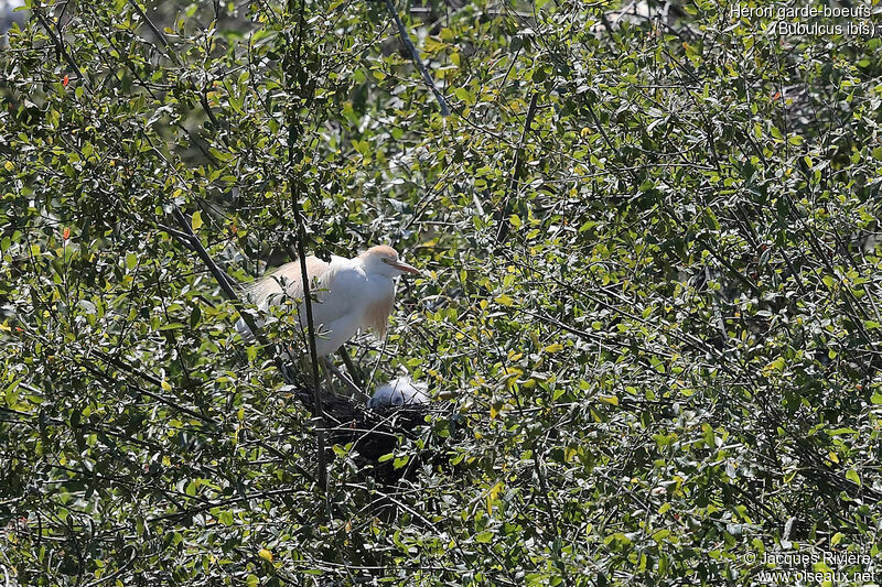 Western Cattle Egret, identification, Reproduction-nesting