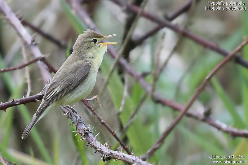 Melodious Warbler male adult breeding, identification, song