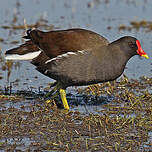 Gallinule poule-d'eau