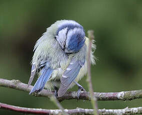 Mésange bleue