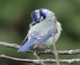 Mésange bleue