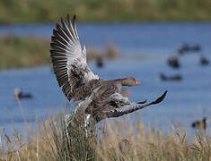 Greylag Goose