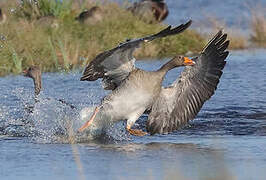 Greylag Goose