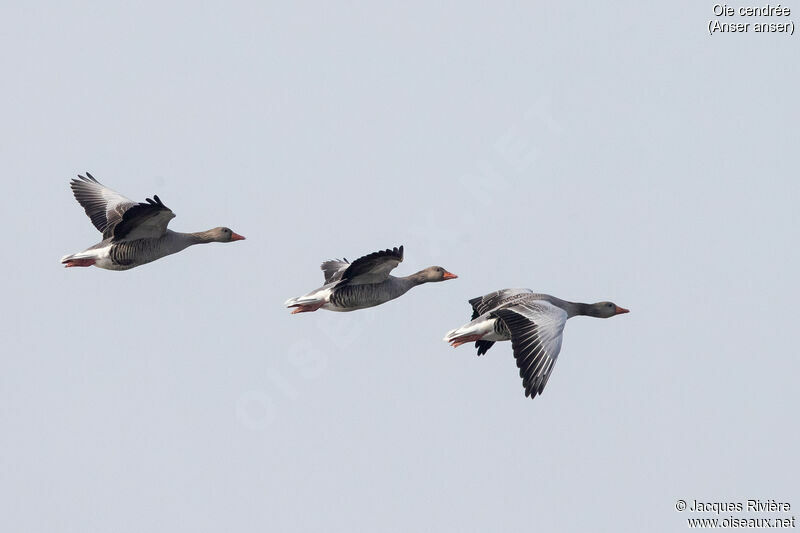 Greylag Gooseadult, Flight