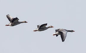 Greylag Goose