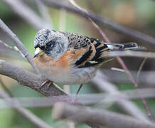 Brambling