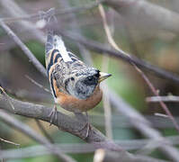 Brambling