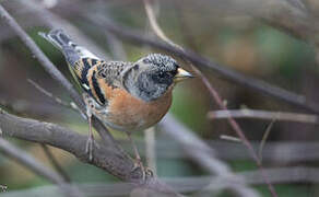 Brambling