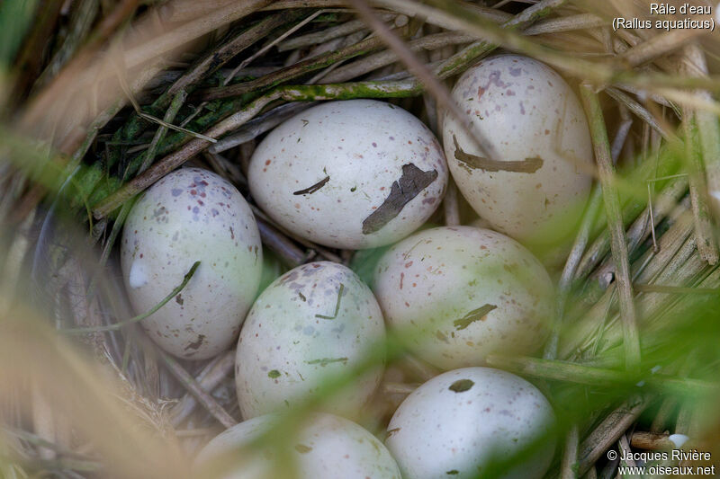 Water Rail, Reproduction-nesting