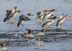 Eurasian Teal