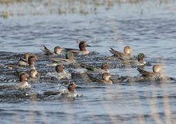 Eurasian Teal