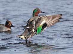 Eurasian Teal