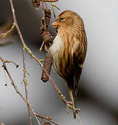 Redpoll