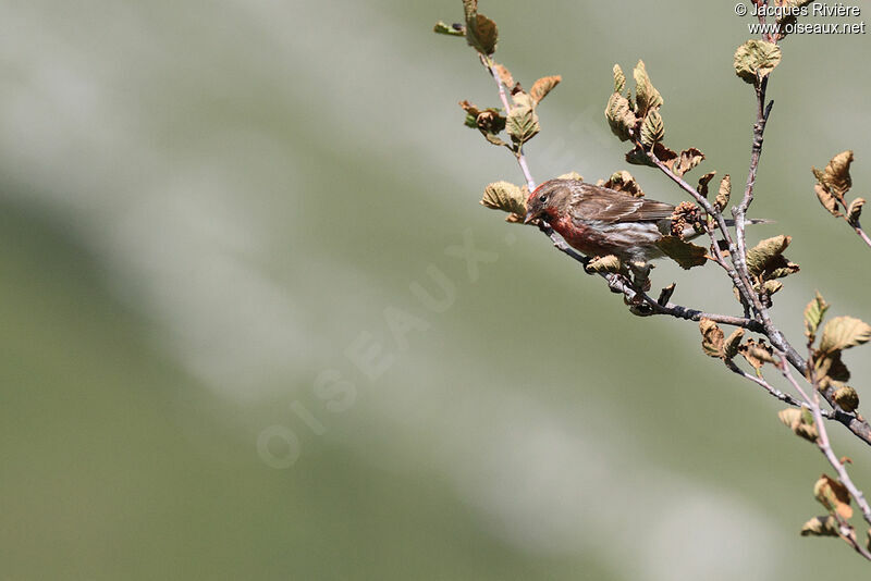 Redpoll male adult breeding