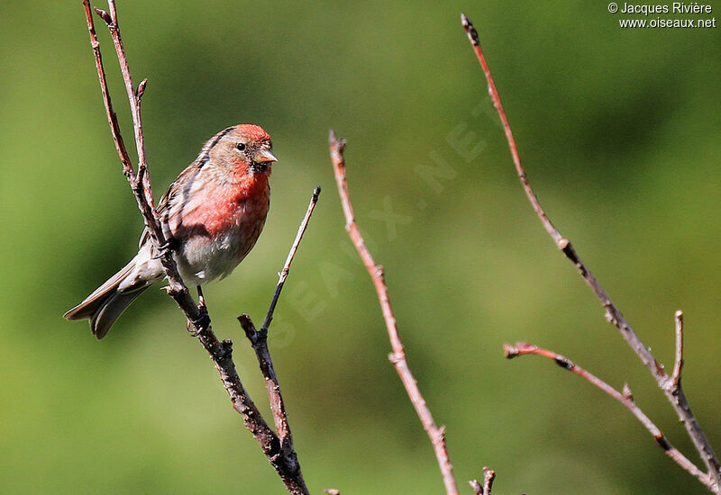 Redpoll male adult breeding, close-up portrait