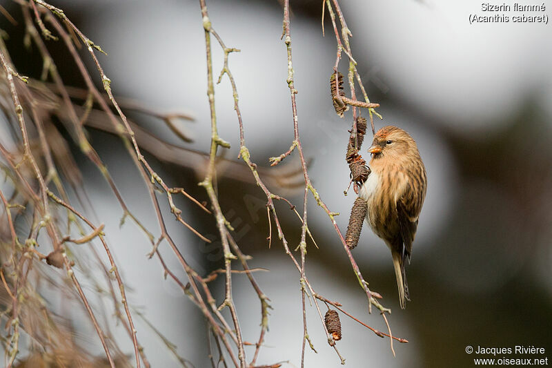 Redpoll female adult post breeding, identification, eats