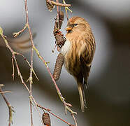 Redpoll