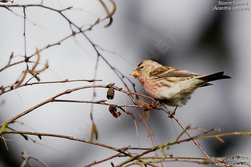 Redpoll male adult post breeding, identification, eats