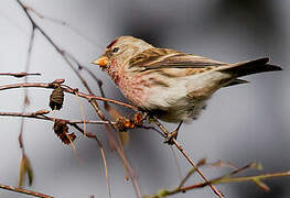 Redpoll