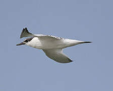 Sandwich Tern