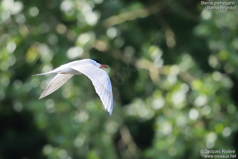 Common Ternadult breeding, Flight