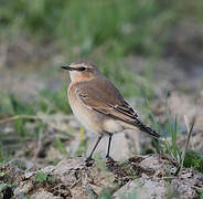 Northern Wheatear