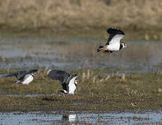 Northern Lapwing