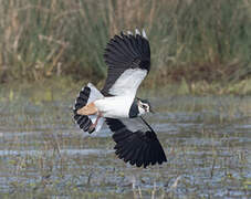 Northern Lapwing