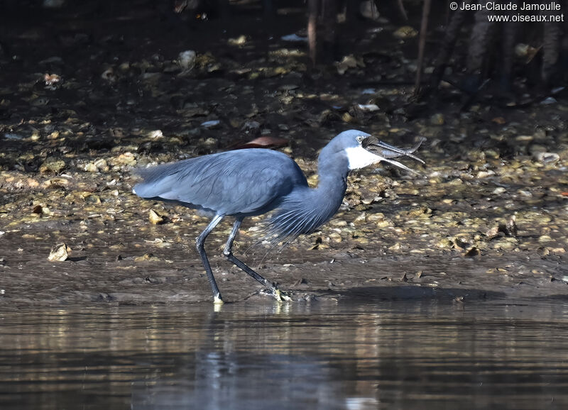 Aigrette des récifsadulte, marche, mange