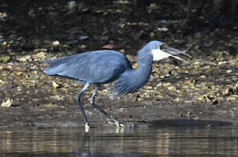 Aigrette des récifs