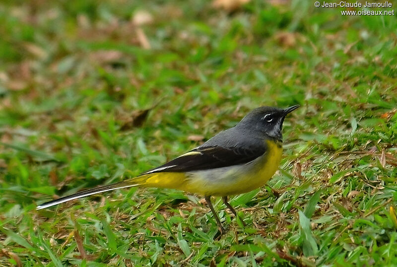 Grey Wagtailadult