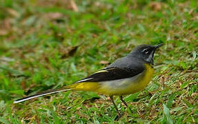 Grey Wagtail