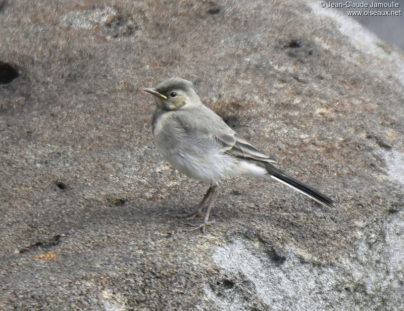 White Wagtailjuvenile