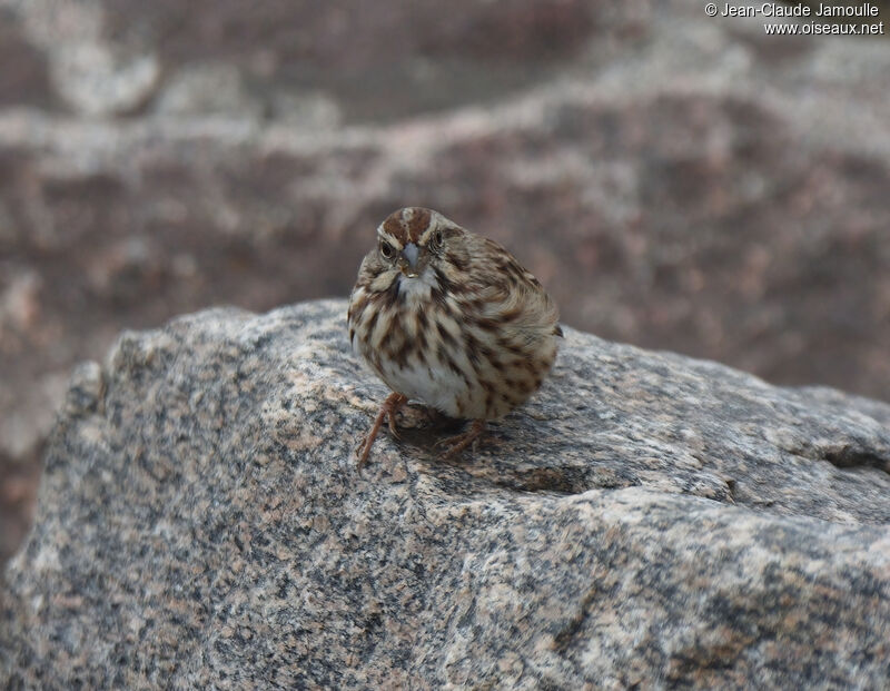 Song Sparrowadult