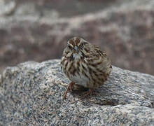 Song Sparrow