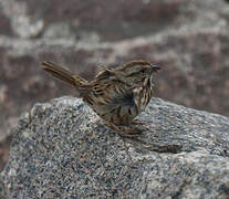 Song Sparrow