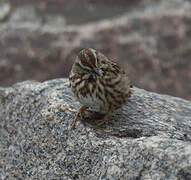 Song Sparrow