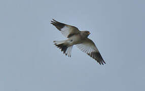 Snow Bunting