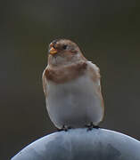 Snow Bunting