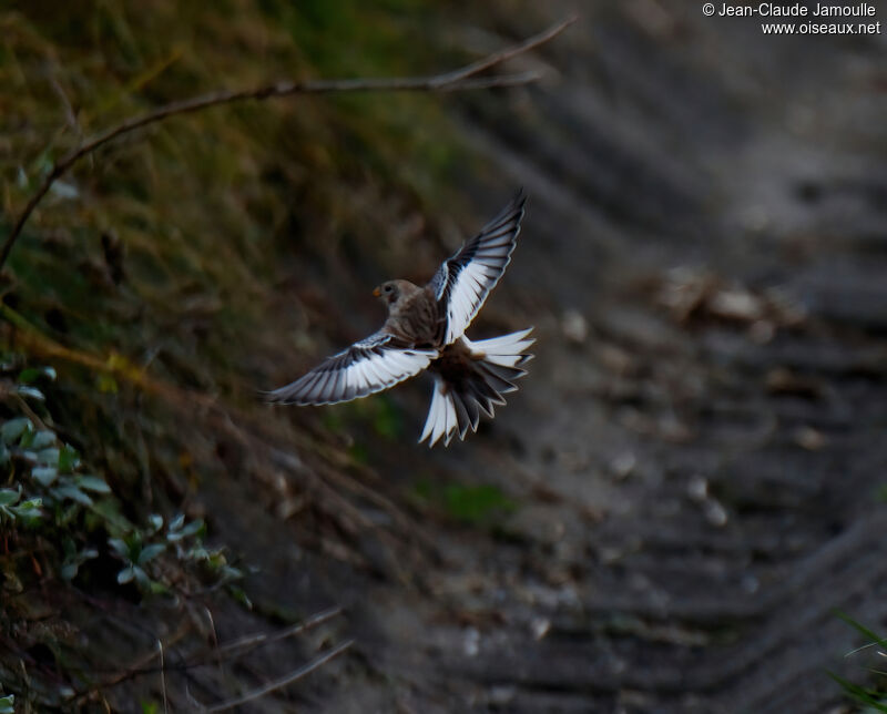 Bruant des neiges femelle